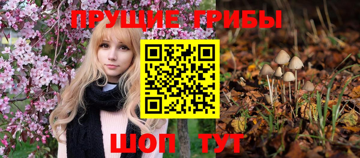 Галлюциногенные грибы Psilocybine cubensis Элиста